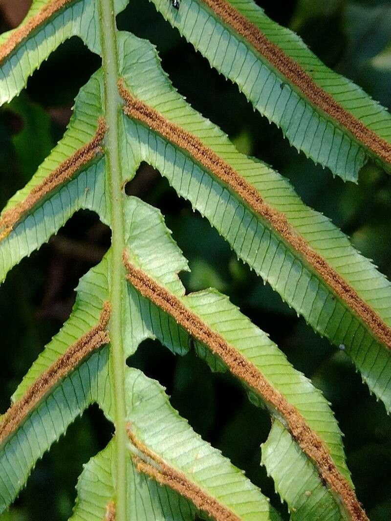 Blechnum cartilagineum fruit