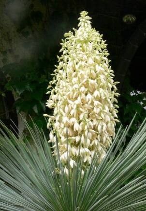 Yucca × andreana habit
