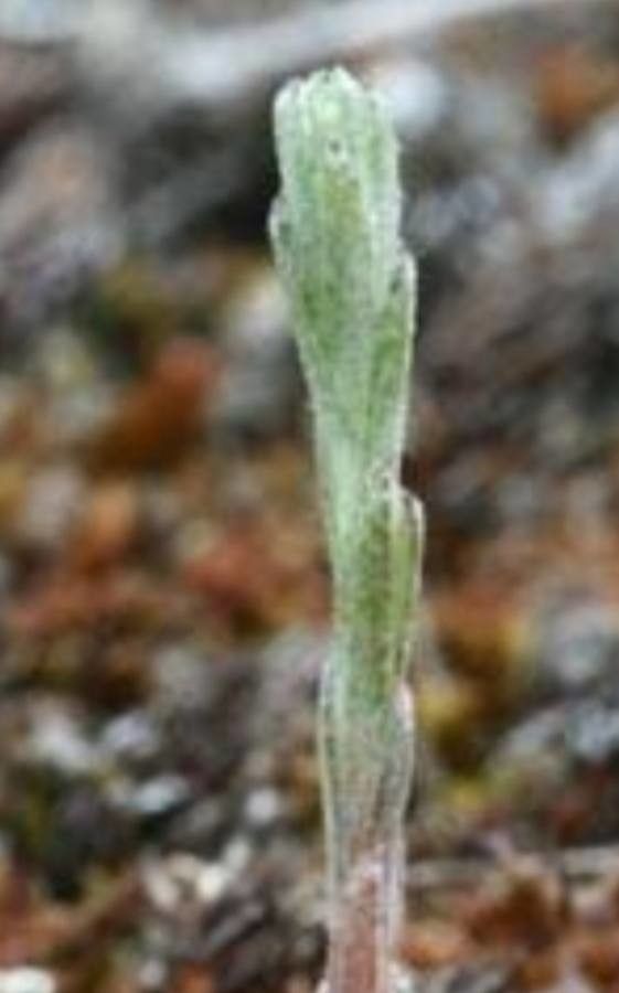 Gypsophila australis — search result for 'Gypsophila'