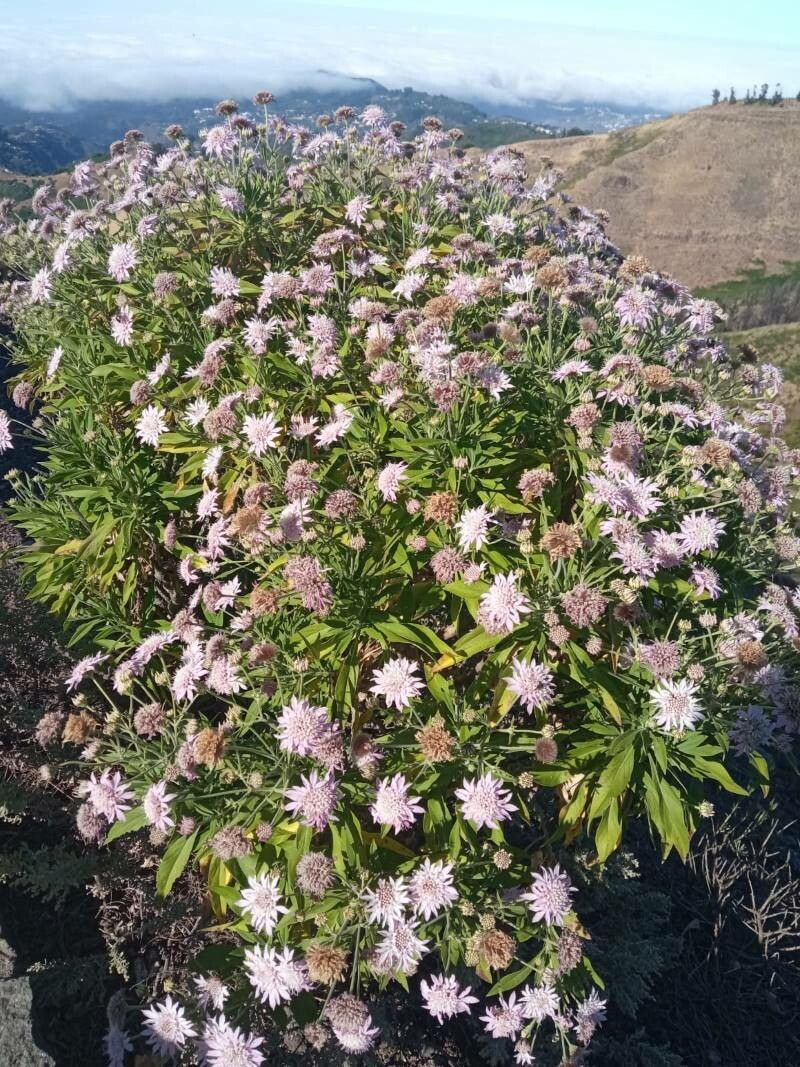 Pterocephalus dumetorus leaf