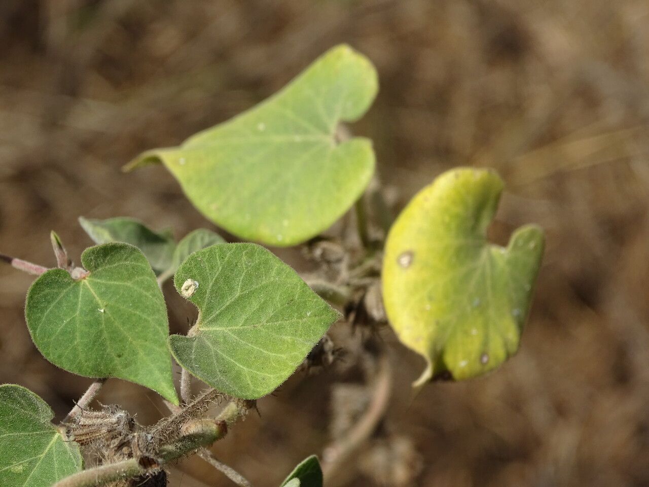Pergularia daemia leaf