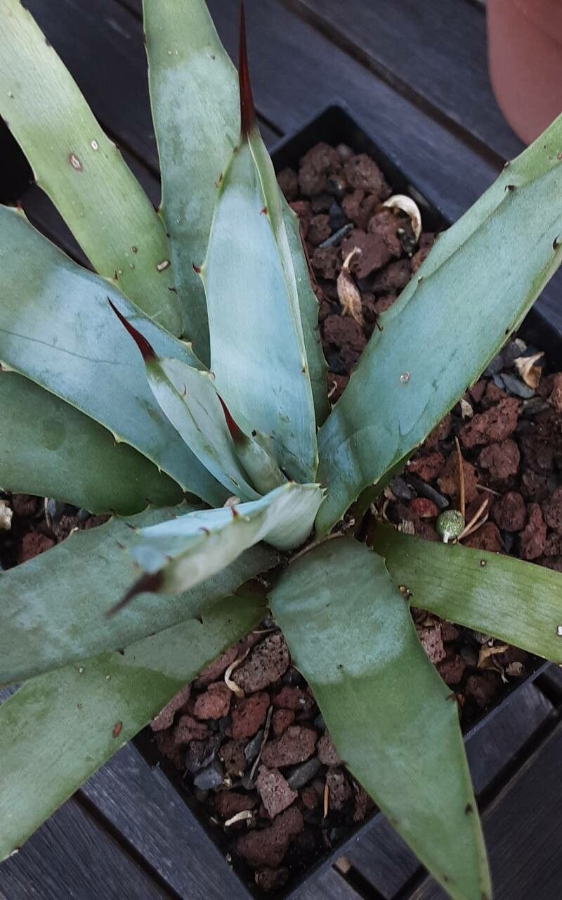 Agave macroacantha flower