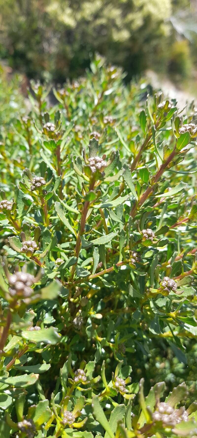 Baccharis poeppigiana — search result for 'Baccharis'