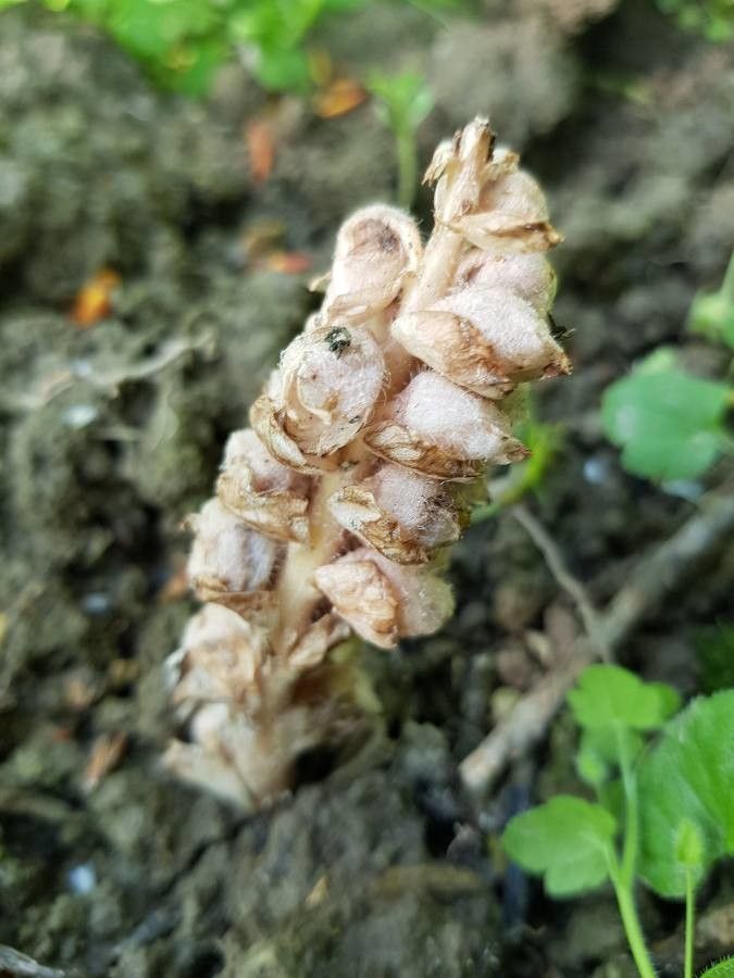 Lathraea squamaria fruit