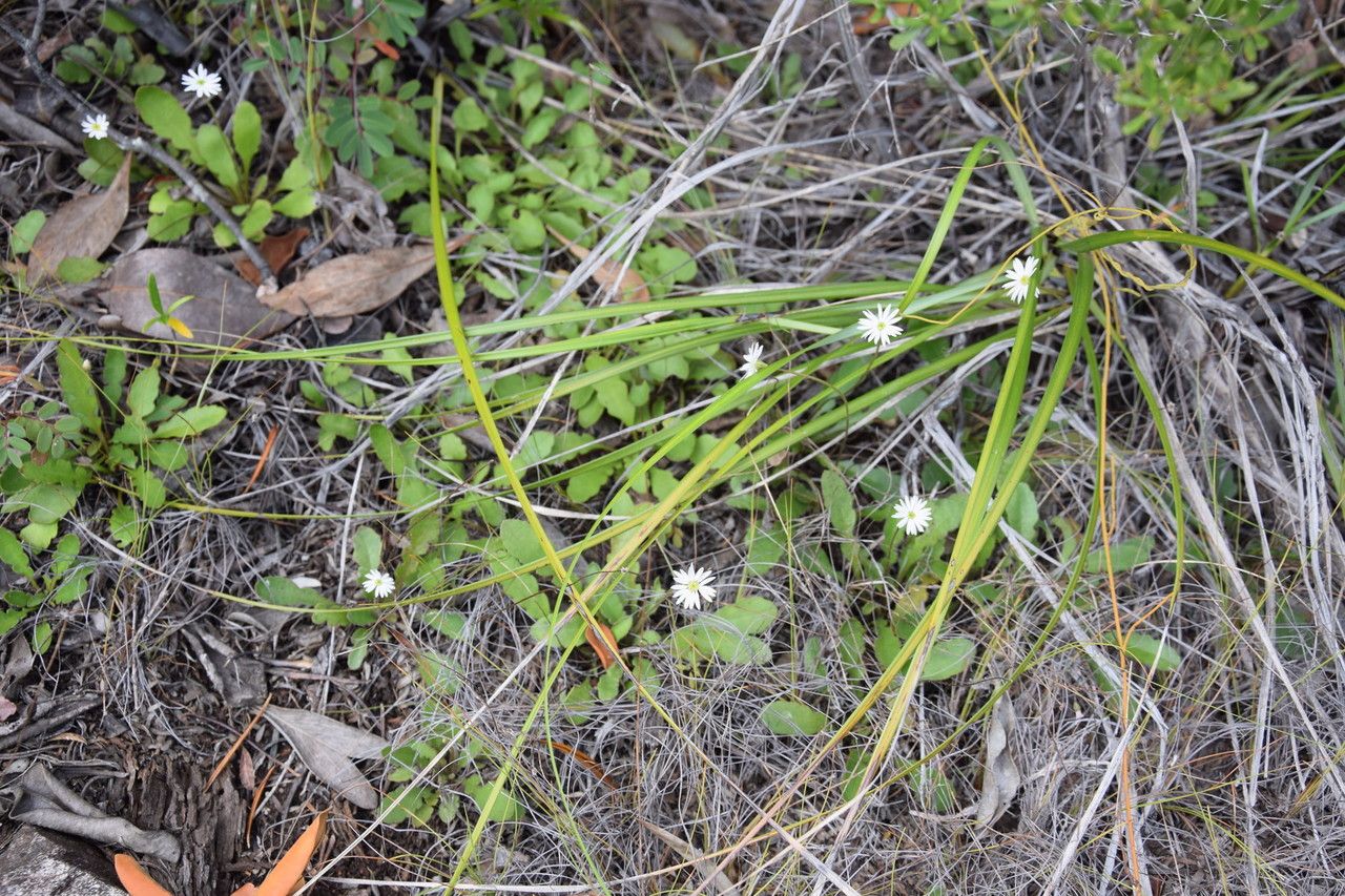 Lagenophora lanata habit