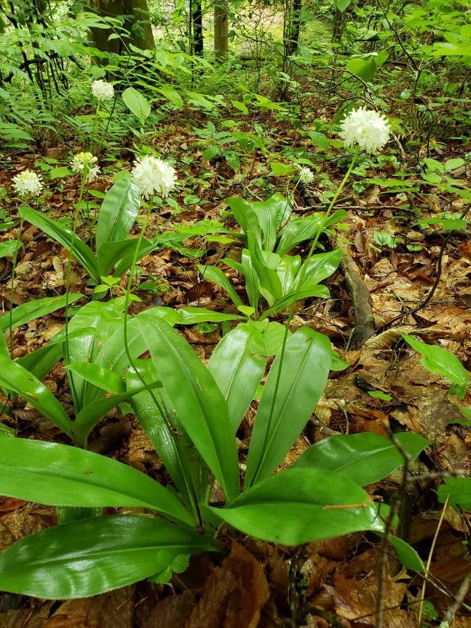 Clintonia umbellulata leaf
