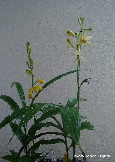 Phaius daenikeri habit