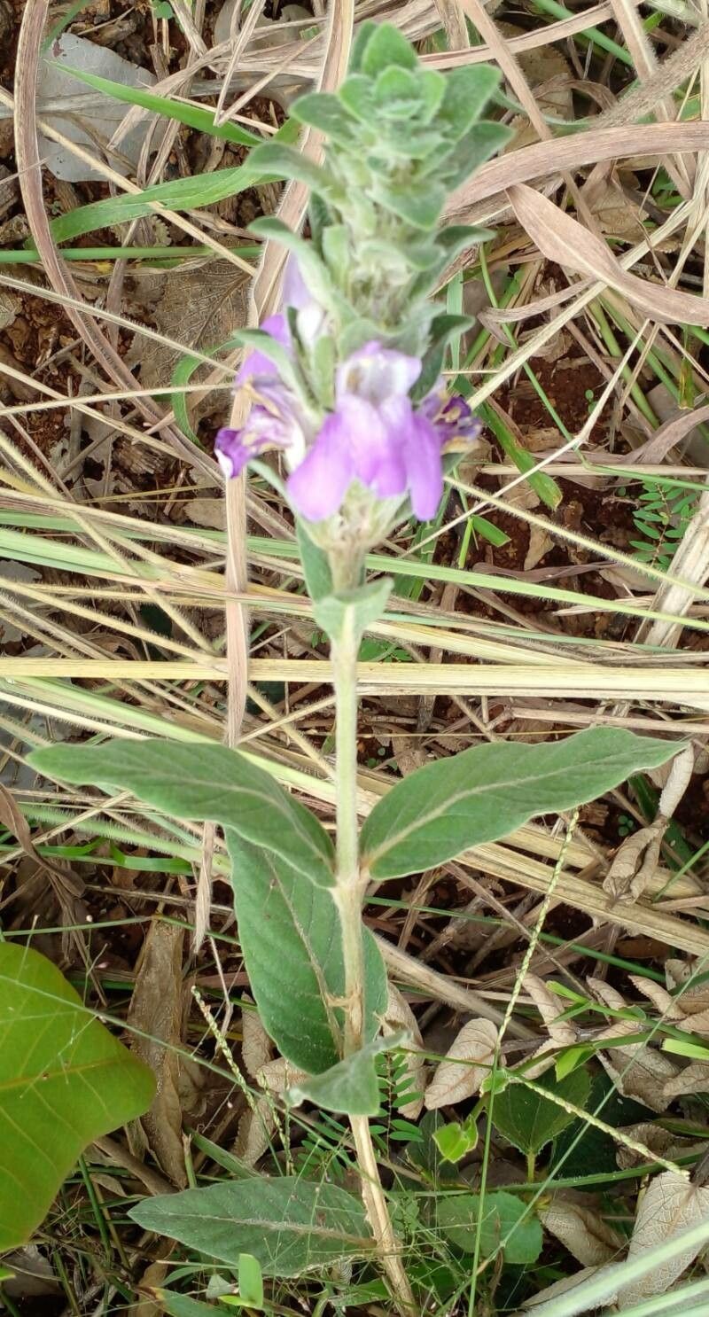 Justicia chrysotrichoma bark