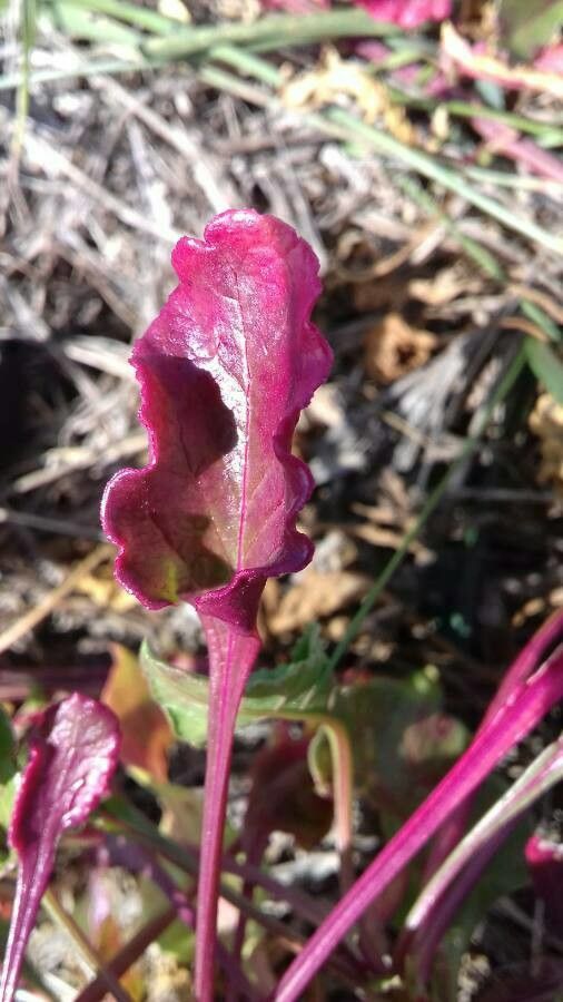 Senecio transiens — houseplant care guide