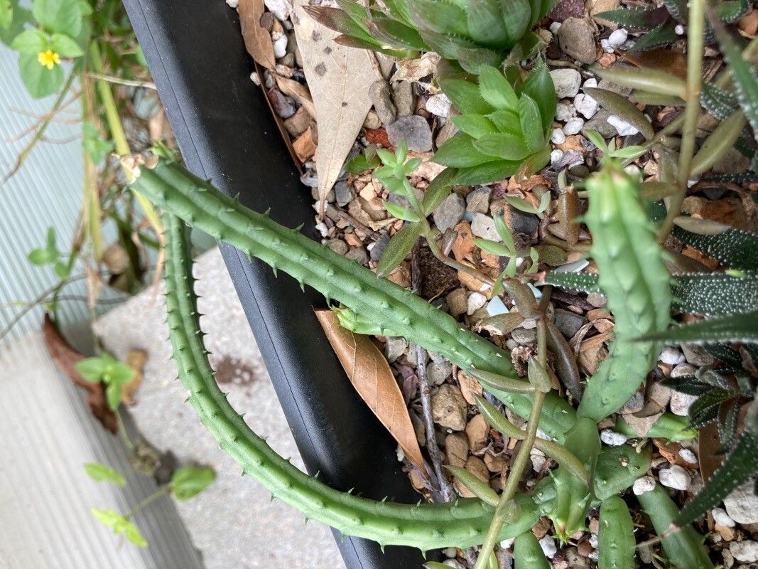 Huernia procumbens — search result for 'Huernia'