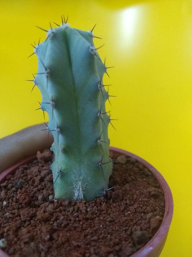 Myrtillocactus geometrizans fruit