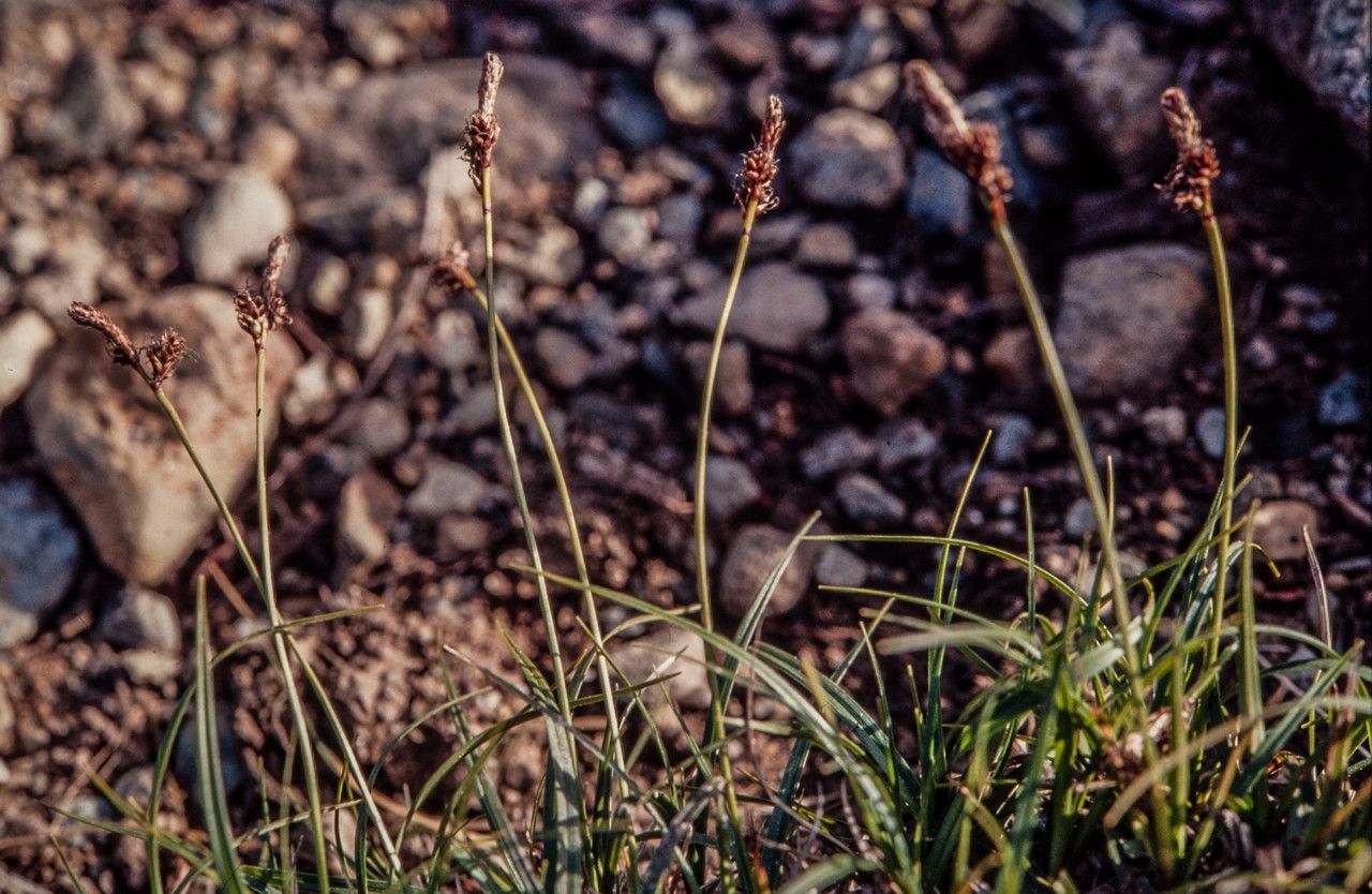 Carex ericetorum fruit