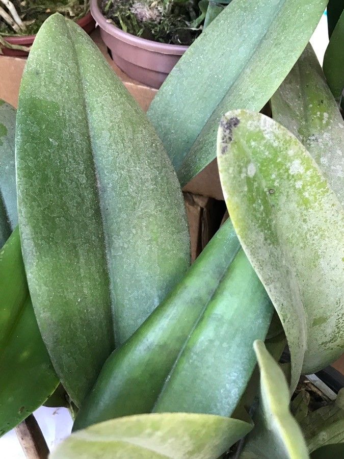 Cattleya lueddemanniana leaf