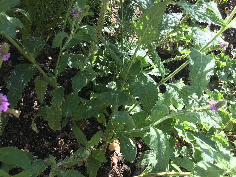 Verbena macdougalii habit