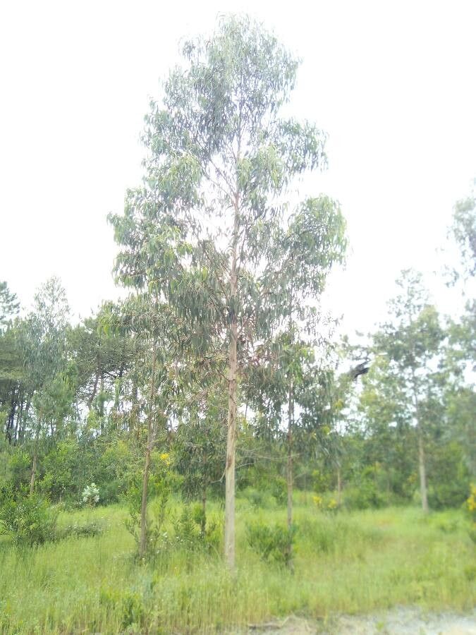 Eucalyptus dalrympleana leaf