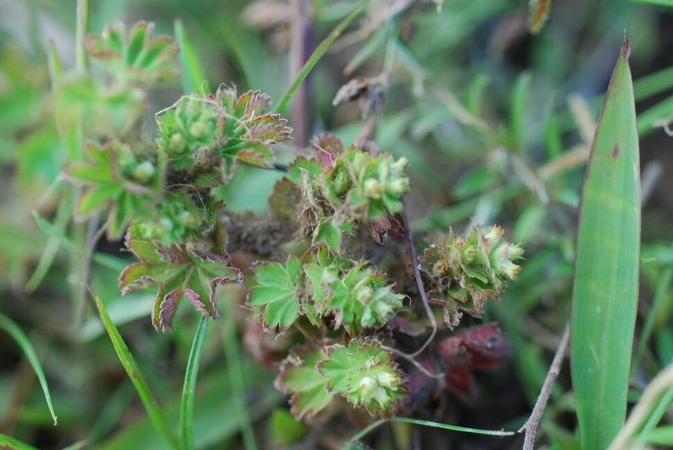 Alchemilla cryptantha — search result for 'Cryptantha'