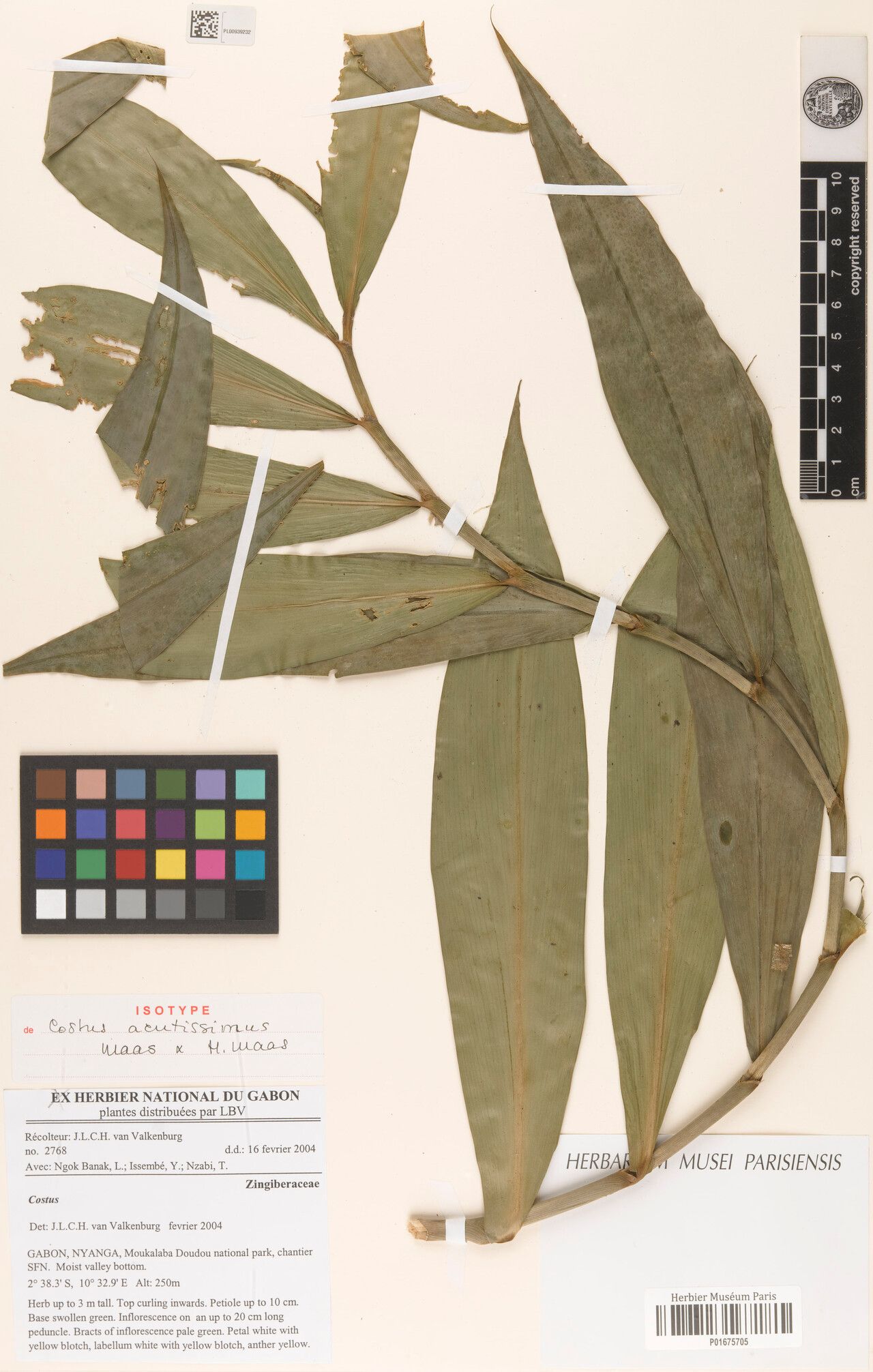 Costus acutissimus — related species from the same genus