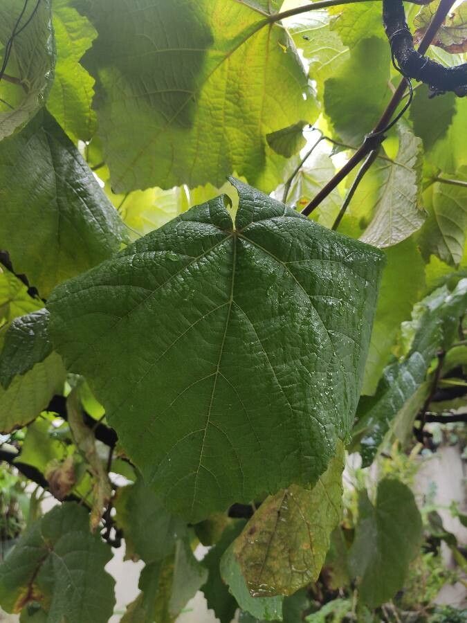 Dombeya burgessiae fruit