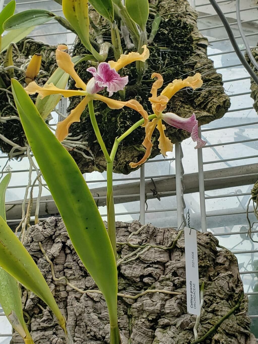 Cattleya grandis flower