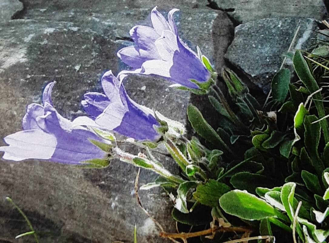 Campanula oreadum — houseplant care guide