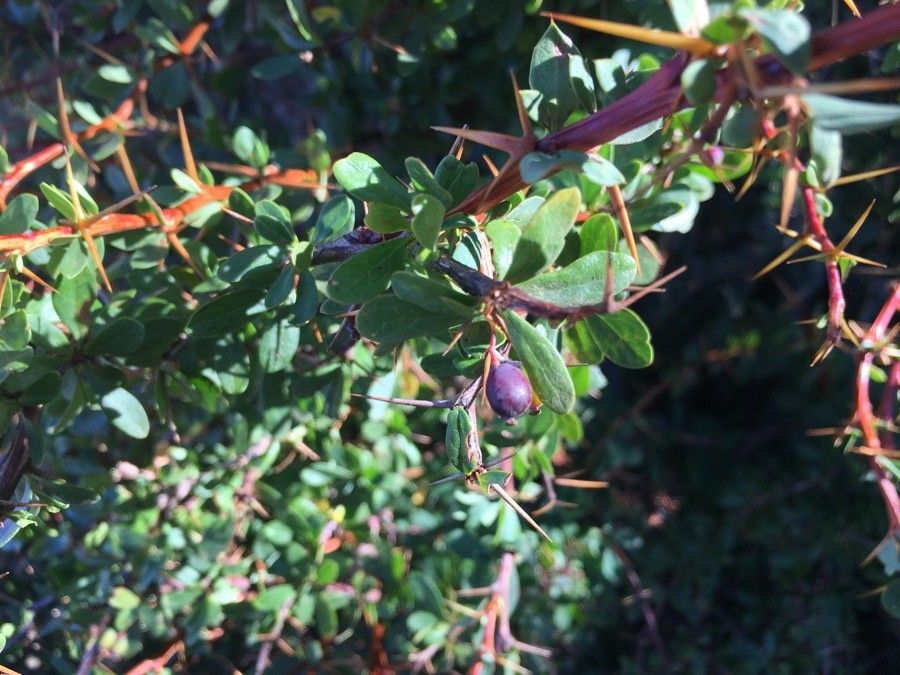 Berberis cretica fruit
