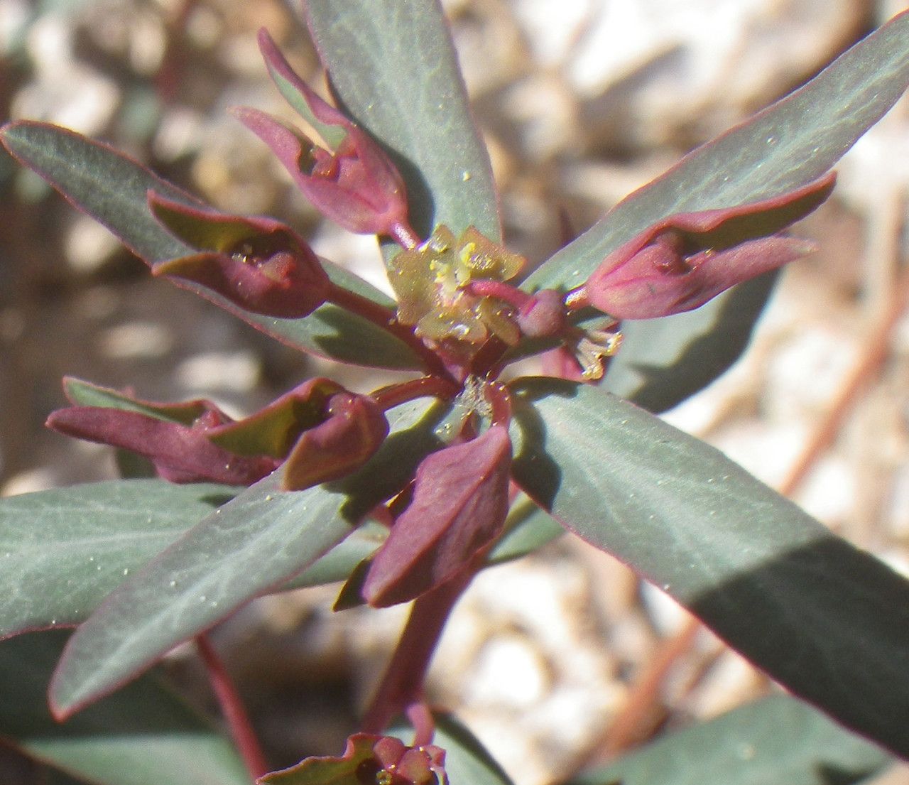Euphorbia gayi flower
