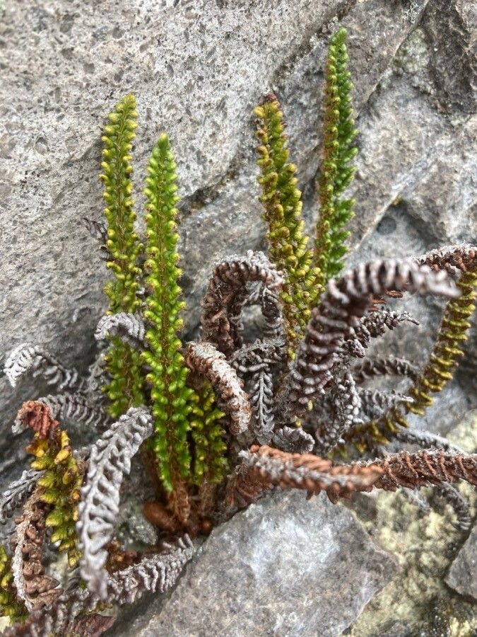 Polystichum orbiculatum habit