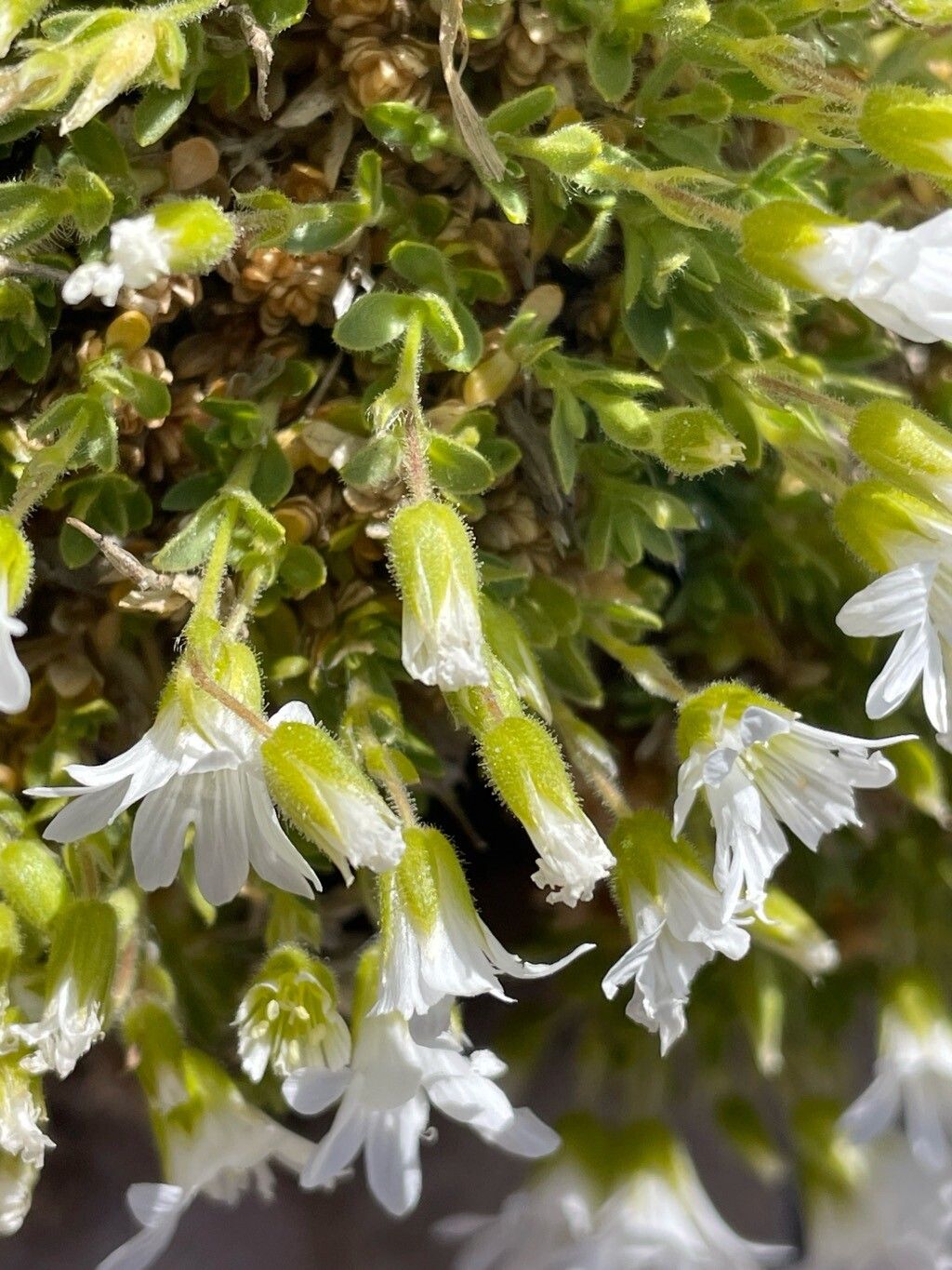 Cerastium thomasii — houseplant care guide