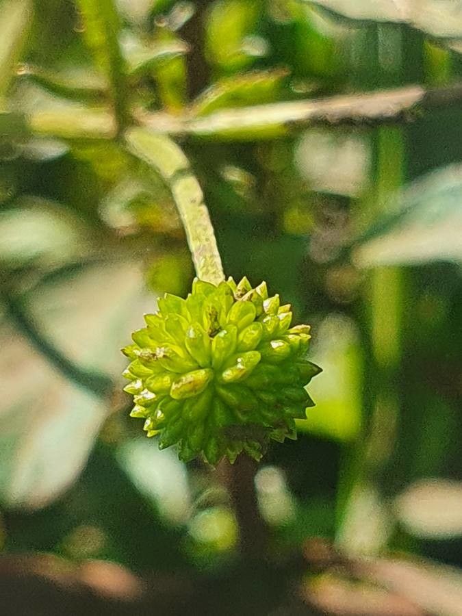 Ranunculus multifidus fruit
