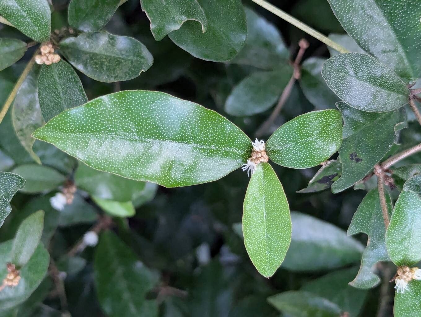 Croton eluteria — houseplant care guide