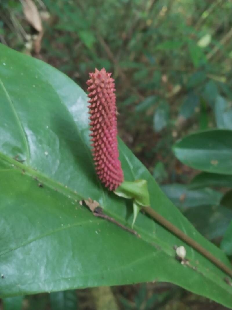 Anthurium consobrinum fruit