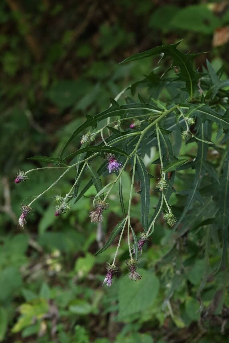 Cirsium yuzawae flower