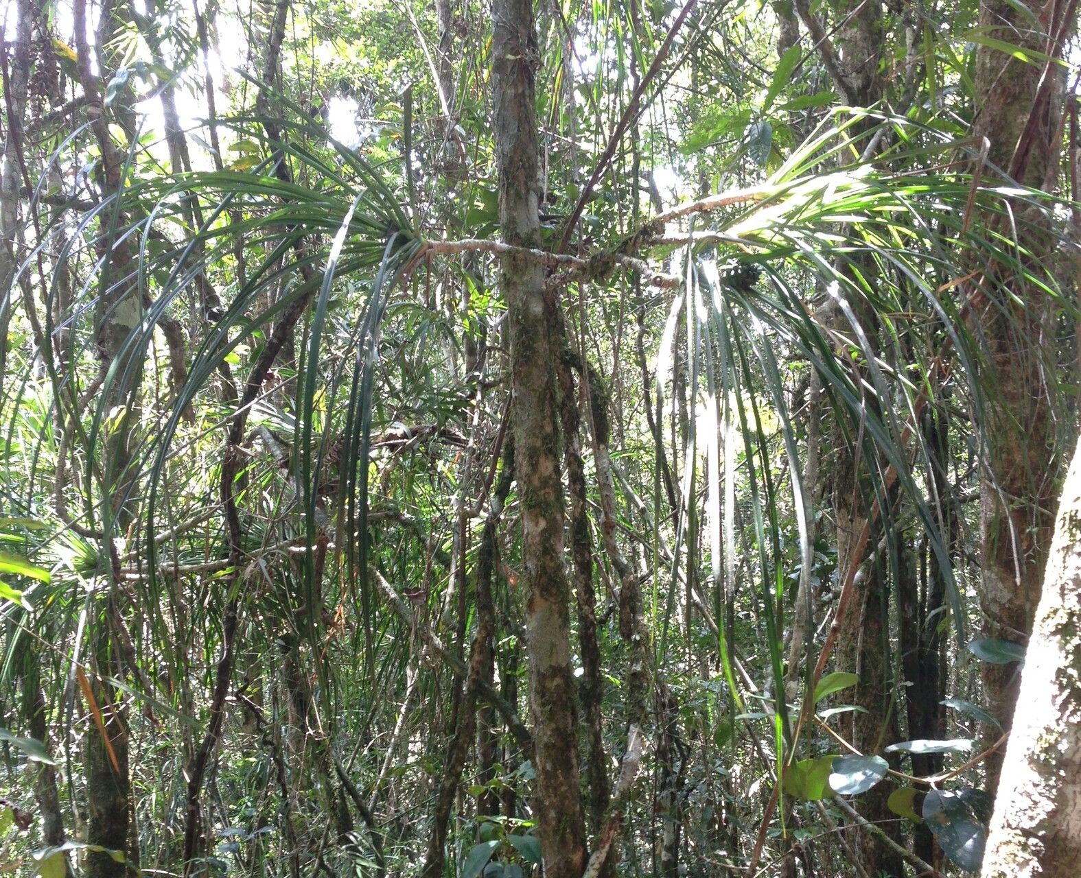 Pandanus leptopodus — houseplant care guide