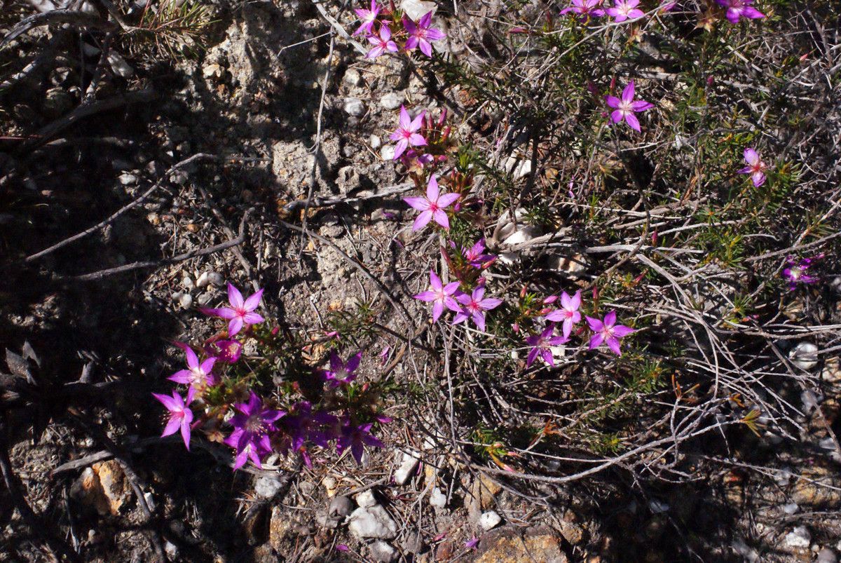 Calytrix glutinosa habit