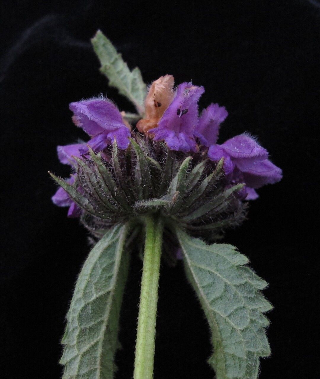 Phlomoides bracteosa flower