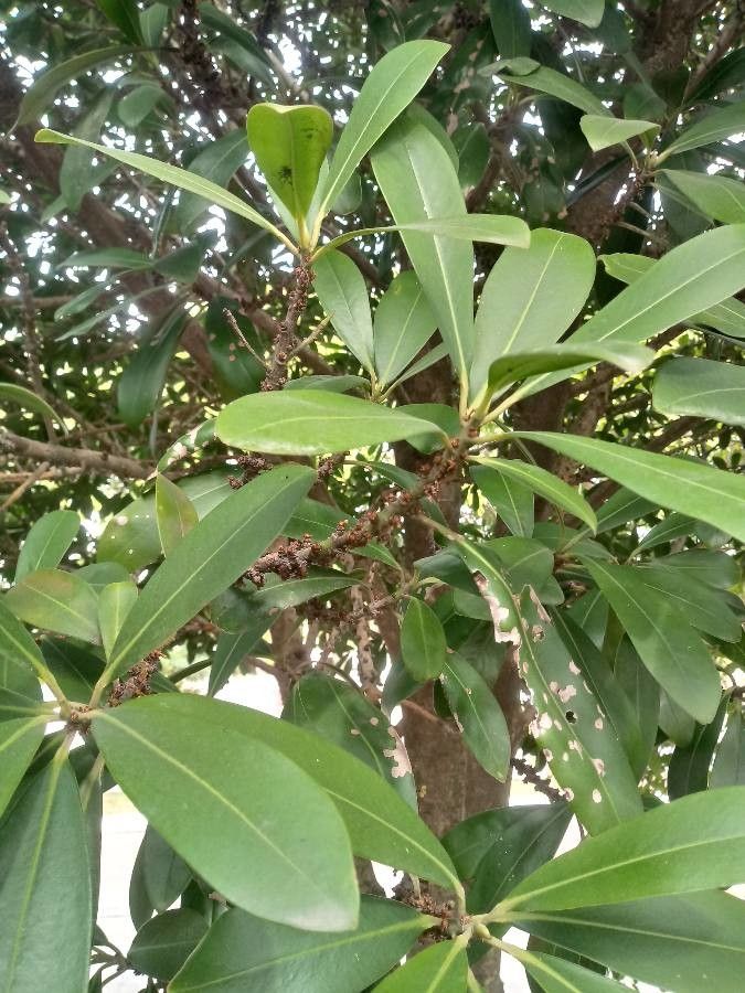 Mimusops zeyheri leaf