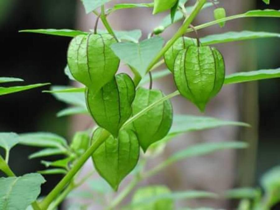 Physalis minima fruit