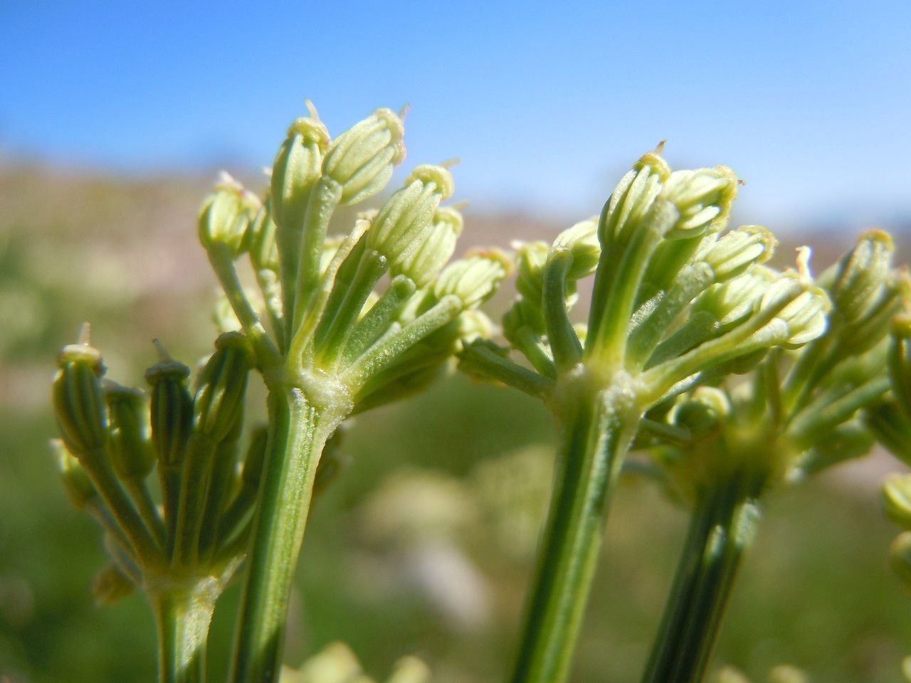 Ligusticum filicinum — related species from the same genus