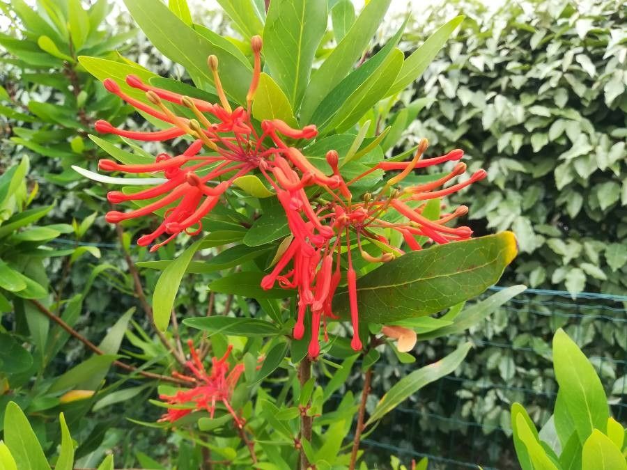 Embothrium coccineum flower