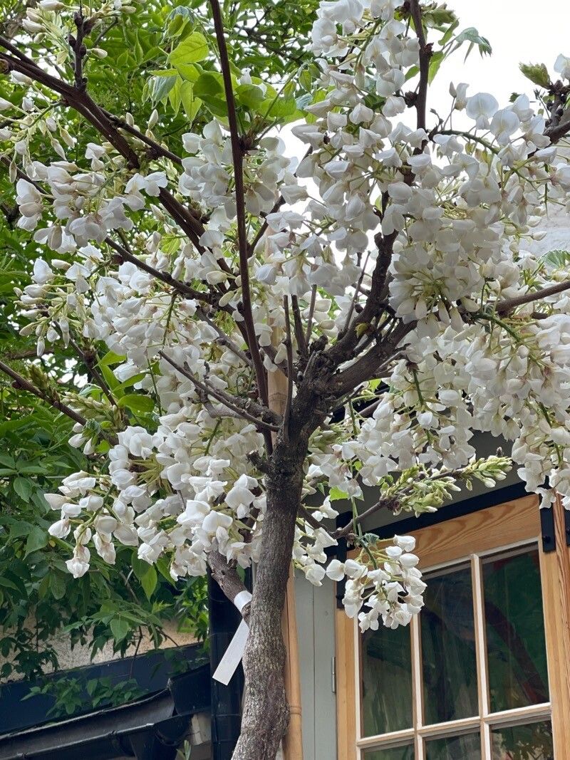 Wisteria brachybotrys flower