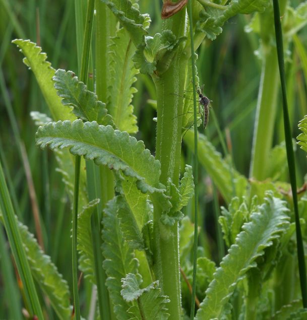 Pedicularis crenulata bark