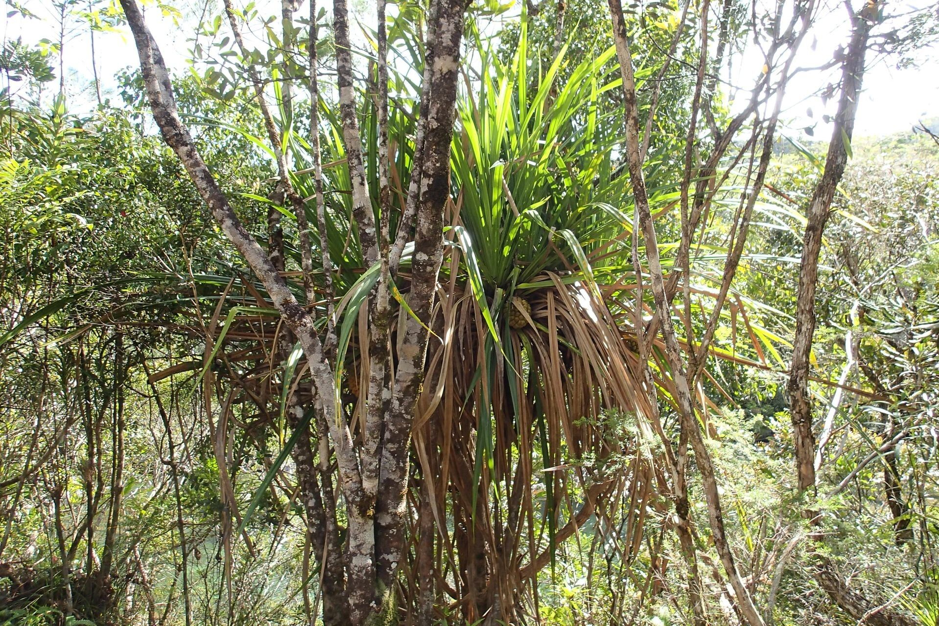 Pandanus bernardii habit