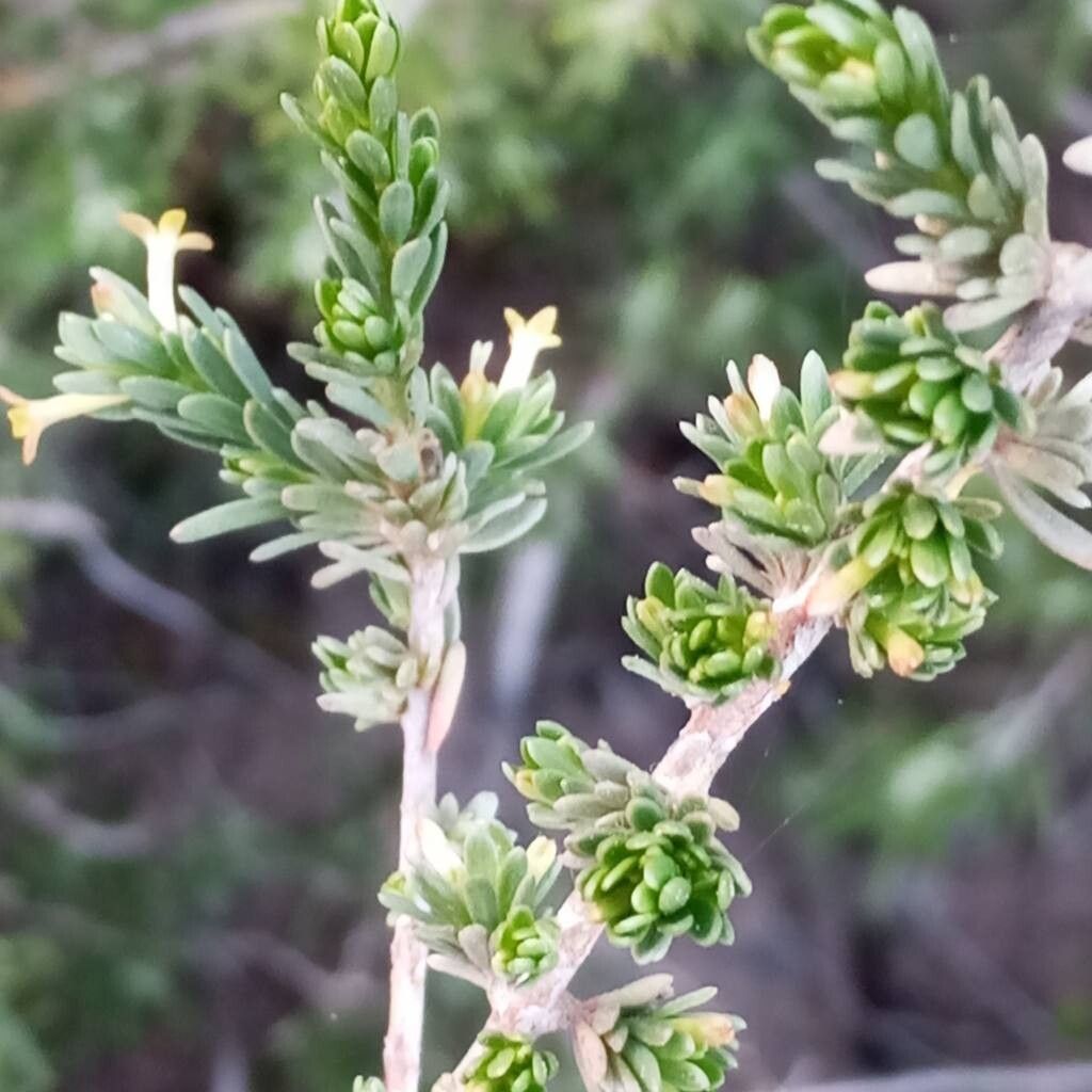 Thymelaea argentata flower
