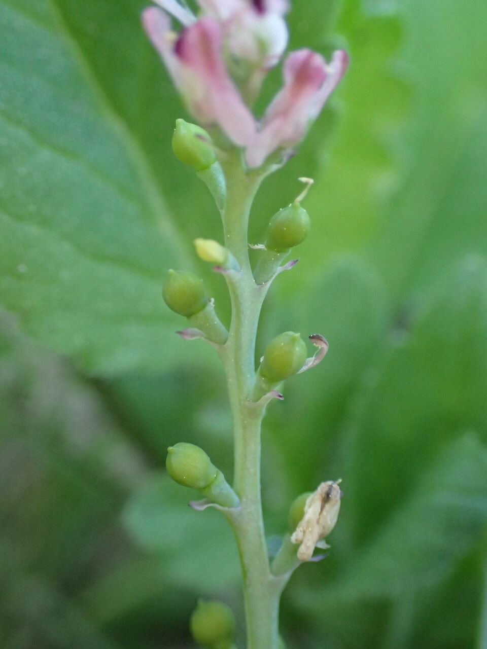 Fumaria parviflora fruit