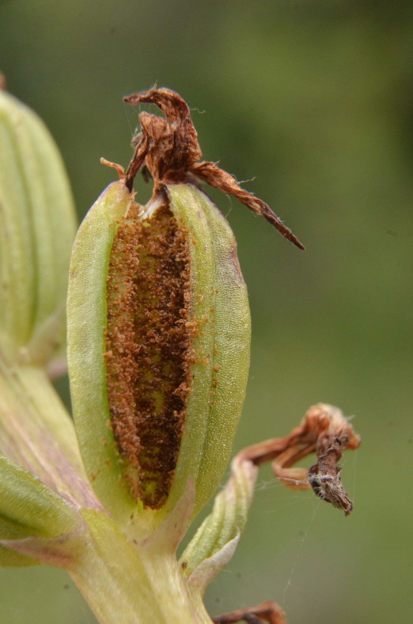 Dactylorhiza maculata fruit