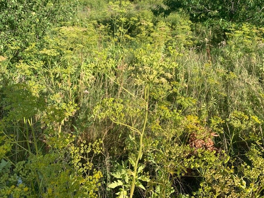 Polytaenia texana — search result for 'Apiaceae'