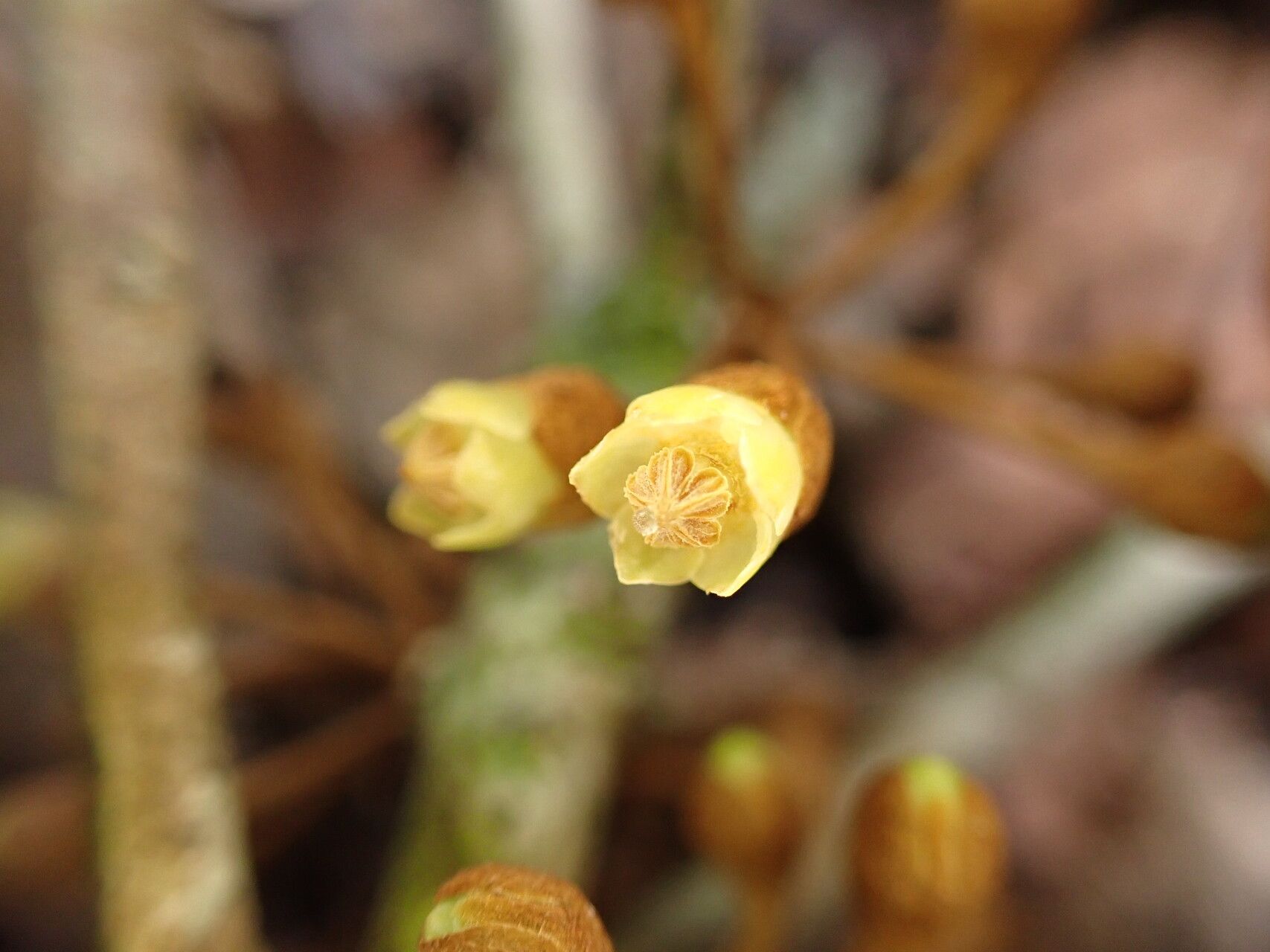 Englerophytum congolense flower