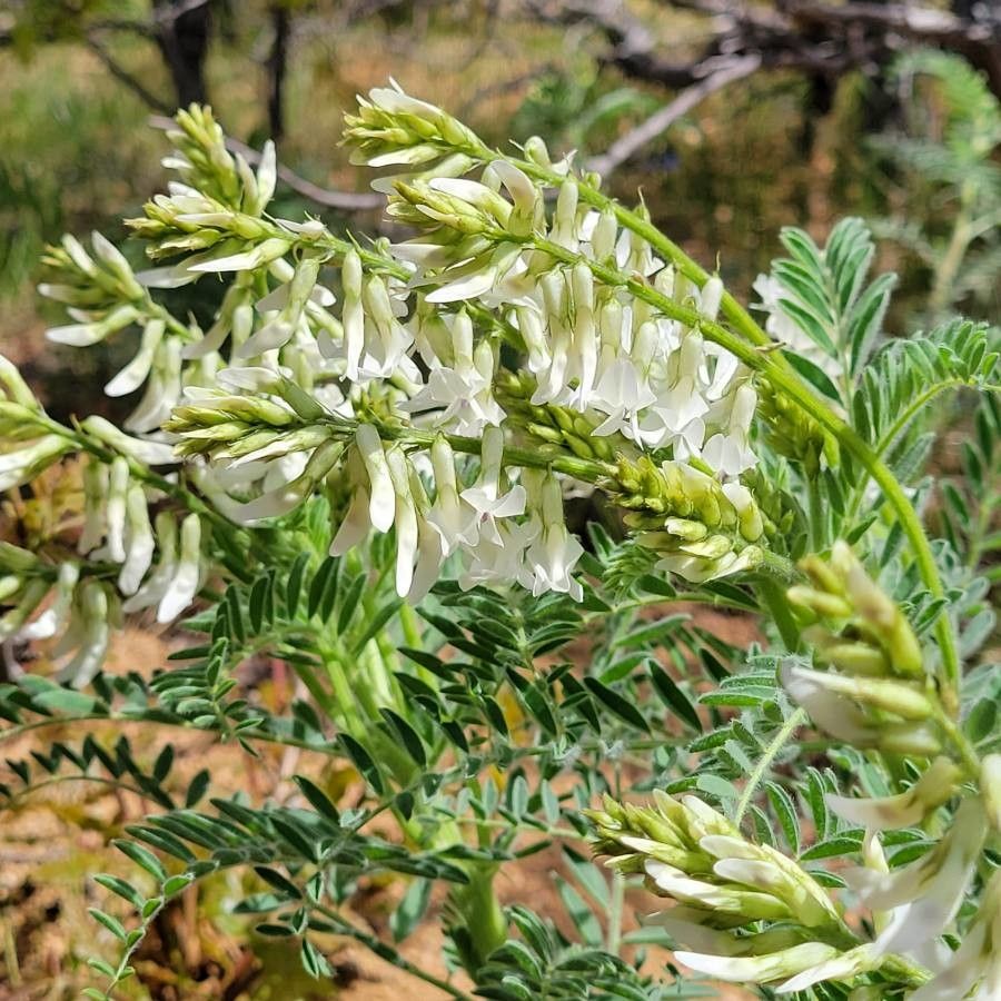 Astragalus racemosus flower