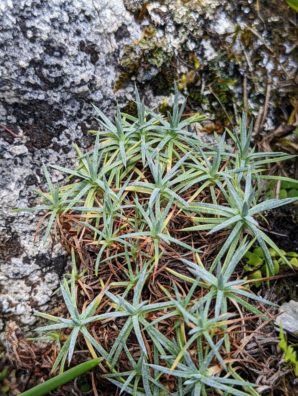 Acantholimon caryophyllaceum — related species from the same genus