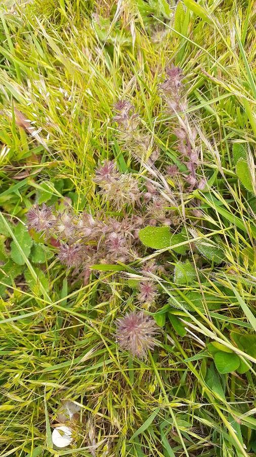 Triphysaria pusilla flower